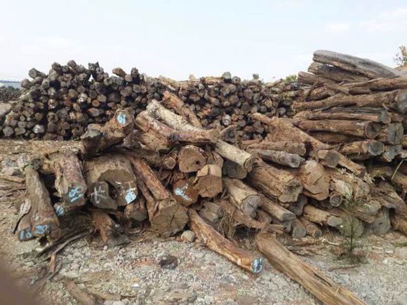 莫桑比克纳卡拉港查获1200箱非法运往中国的木材