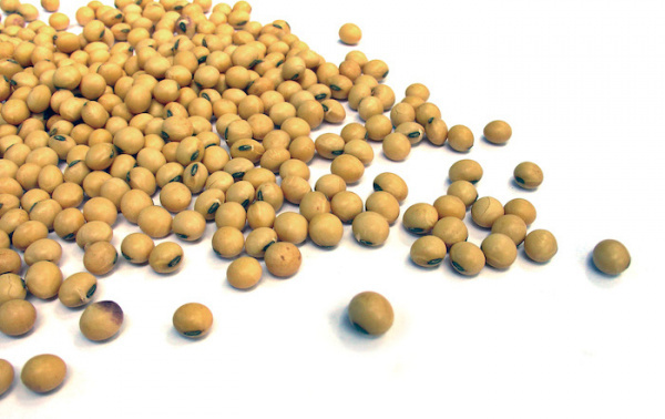 欧盟头号有机大豆供应国——多哥的大豆产业
